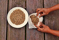 Green unroasted coffee beans