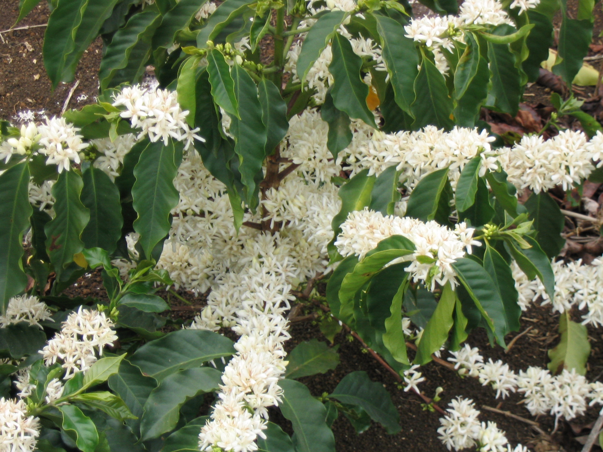 Coffee plant flowers